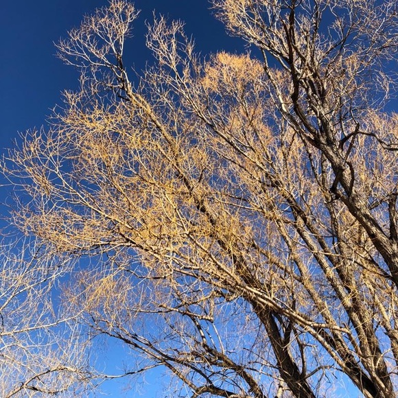 Meet your Posher, Misty - Picture 1 of 1